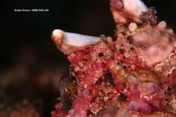 frogfish 350d twin inon z240 by Adrien Uichico 